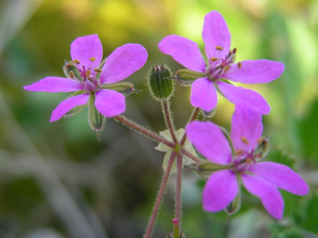 Erodium malacoides / Becco di gr malvaceo
